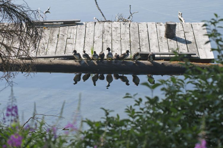 Birds flock together on dock
